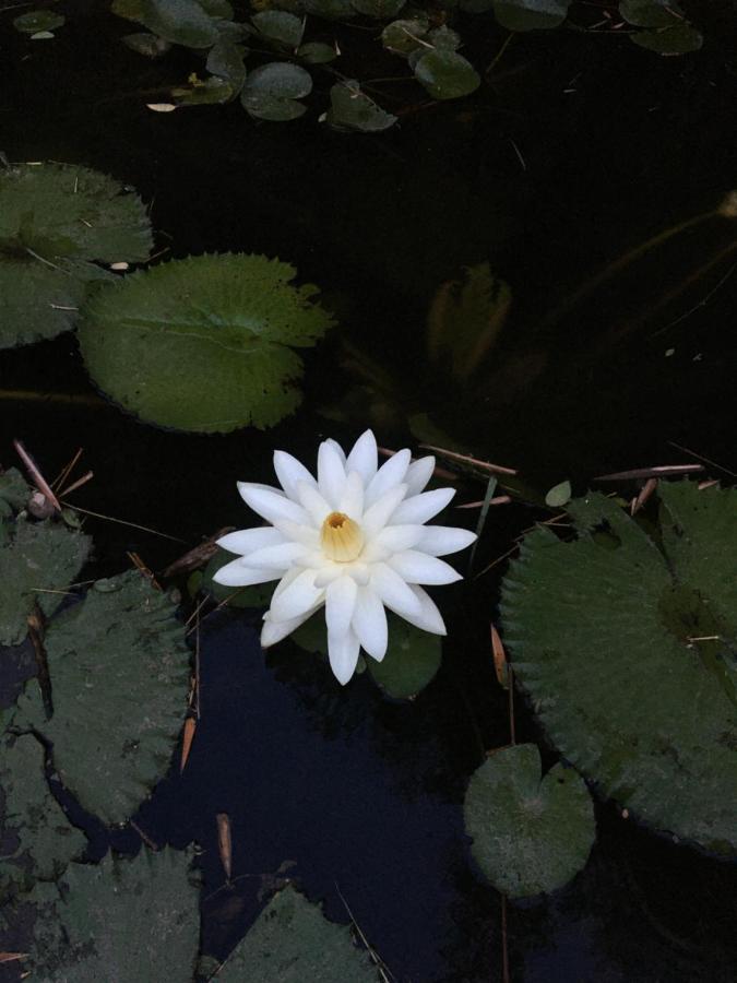 White Butterfly - A Countryside Homestay Thiruvananthapuram Luaran gambar
