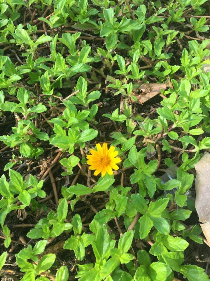 White Butterfly - A Countryside Homestay Thiruvananthapuram Luaran gambar