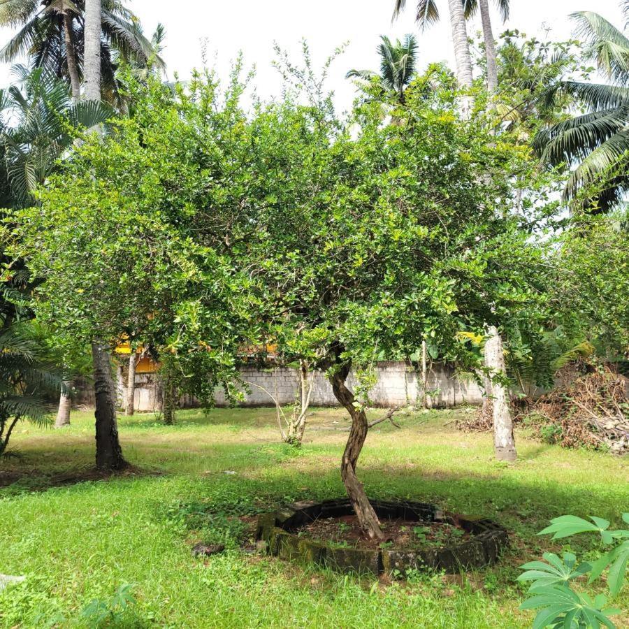 White Butterfly - A Countryside Homestay Thiruvananthapuram Luaran gambar